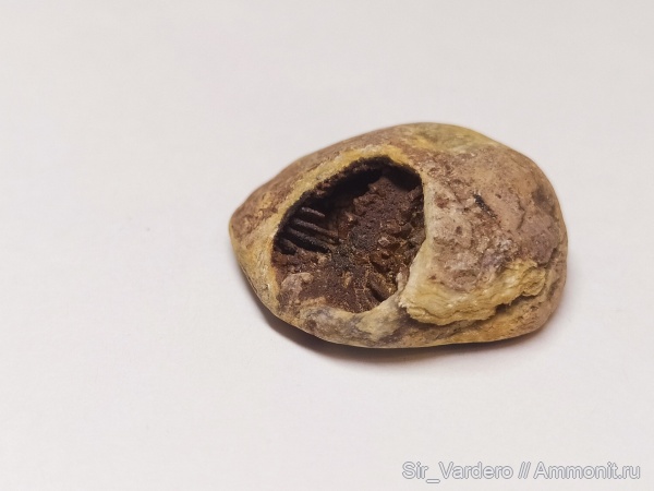 брахиоподы, девон