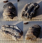 Неизвестная окаменелость