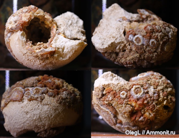 моллюски, брюхоногие моллюски, беспозвоночные