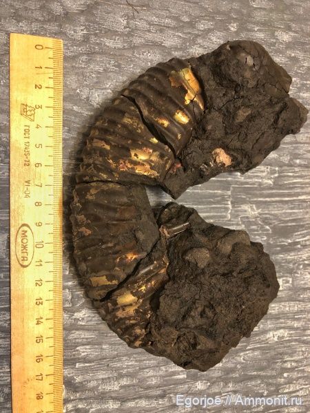 аммониты, моллюски, р. Шмелевка