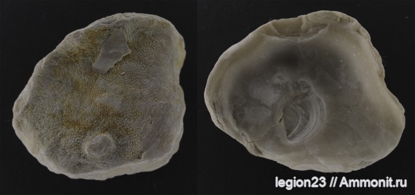 мел, мшанки, двустворчатые моллюски, Самарская область, Meliceritites