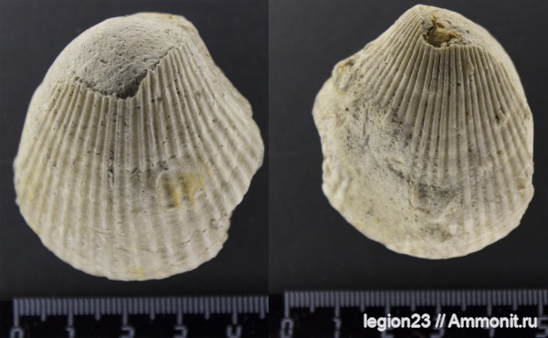 мел, двустворчатые моллюски, Самарская область, Spondylus