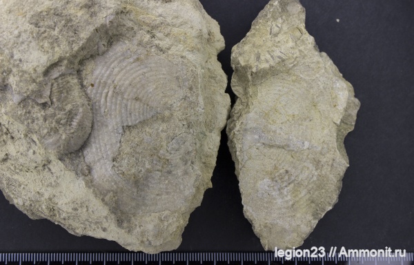 брахиоподы, карбон, Самарская область, Сокский карьер