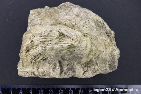 карбон, Самарская область, ругозы, Сокский карьер