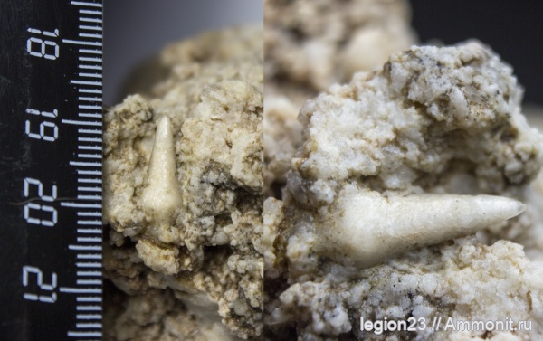 иглокожие, карбон, Самарская область, Сокский карьер