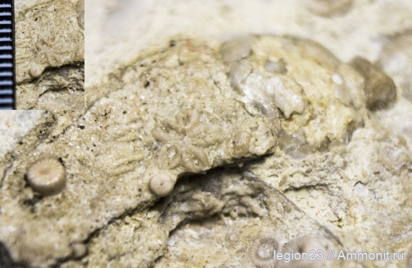 иглокожие, карбон, Самарская область, Сокский карьер