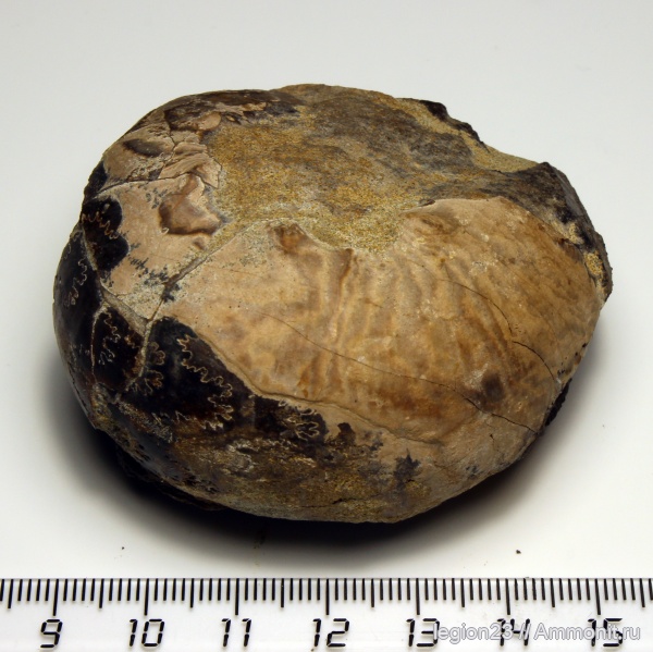 аммониты, юра, Ульяновская область, Craspedites