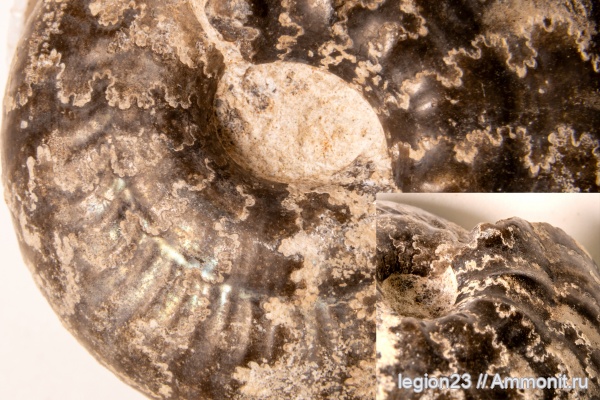 аммониты, юра, Ульяновская область, Craspedites