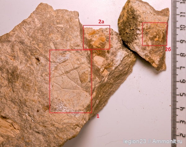 юрский период, папоротники, Самарская область, ?, Hausmannia