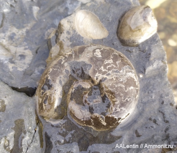 аммониты, юра, Garniericeras, Самарская область, Кашпир