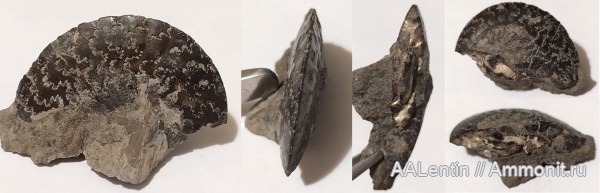 аммониты, юра, Garniericeras subclypeiforme