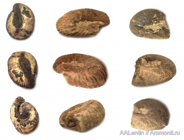 аммониты, юра, Craspedites, Ammonites