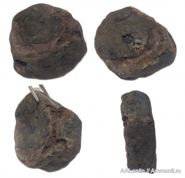 рептилии, водные рептилии, ихтиозавры