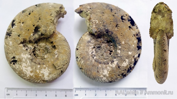 аммониты, юра, келловей, Quenstedtoceras, Дубки, Саратовская область, Ammonites, Callovian, Jurassic