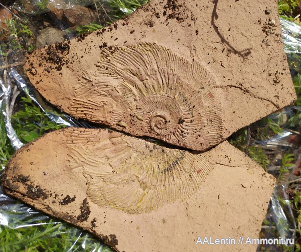 Яблоновый карьер горелых сланцев