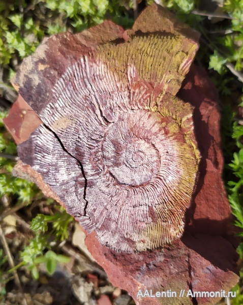 аммониты, юрский период, Яблоновый овраг, Zaraiskites densecostatus