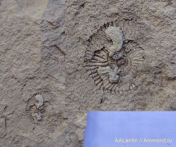 аммониты, юрский период, Яблоновый овраг, Zaraiskites densecostatus