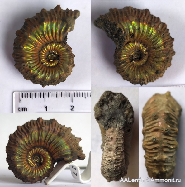 аммониты, юра, Kosmoceras, Дубки, Kosmoceratidae, Ammonites