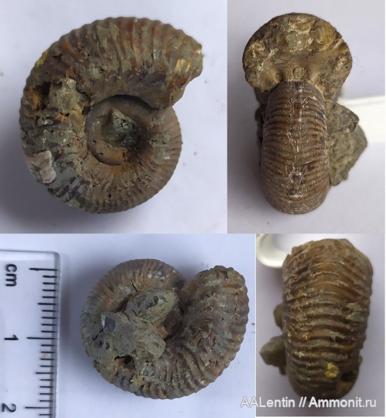 аммониты, юра, Дубки, Eboraciceras, Ammonites, Eboraciceras rybinskianum