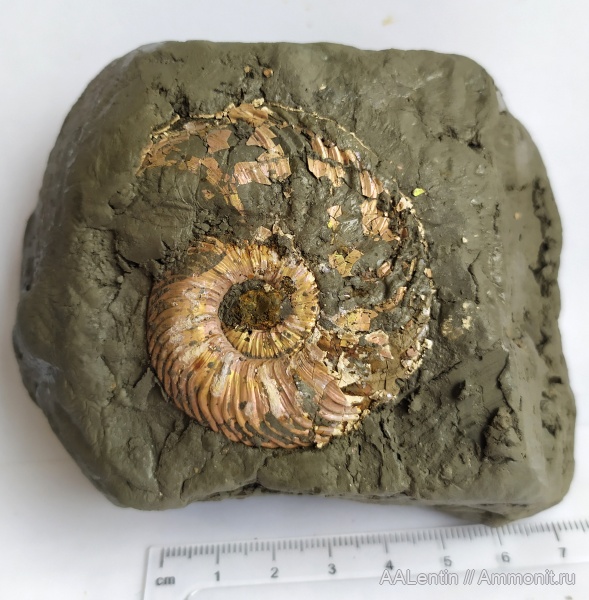 аммониты, юра, Quenstedtoceras, Quenstedtoceras lamberti, Дубки, Саратовская область