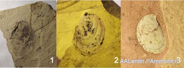 юра, двустворки, двустворчатые моллюски, Buchia