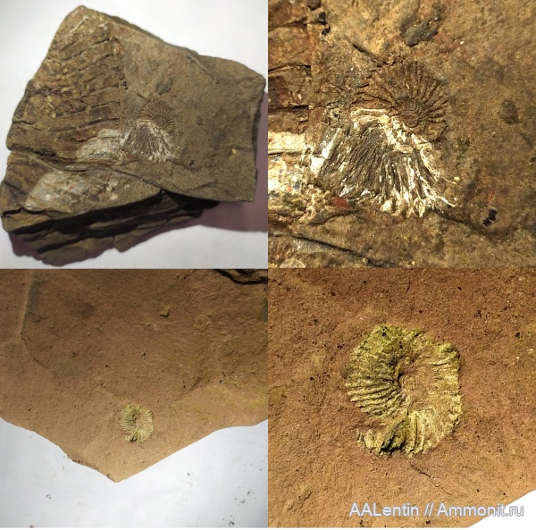 аммониты, юрский период, Яблоновый овраг, Zaraiskites densecostatus