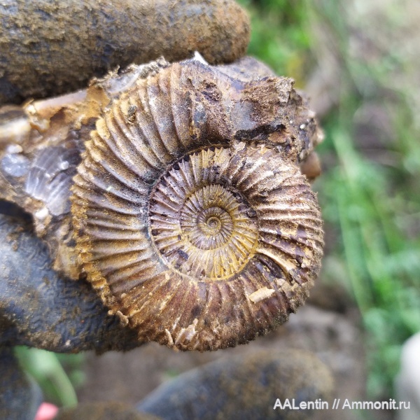 аммониты, юра, Самарская область, Epivirgatites, Epivirgatites nikitini, Ammonites