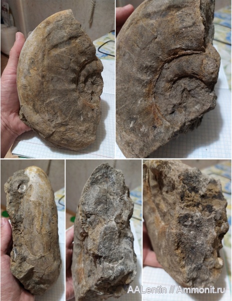 аммониты, юра, волжский ярус, Laugeites, Ammonites, Сызрань, Кубра