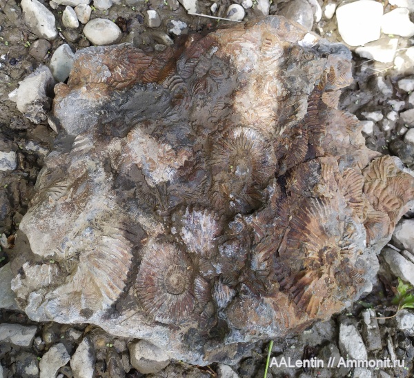 аммониты, Городищи