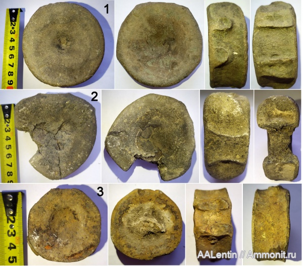 юра, ихтиозавры, Городищи, позвонки, кости рептилий, позвонки ихтиозавров