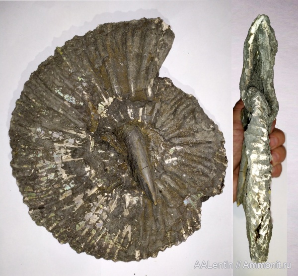 аммониты, юра, Sarmatisphinctes, Ундоры-Городищи