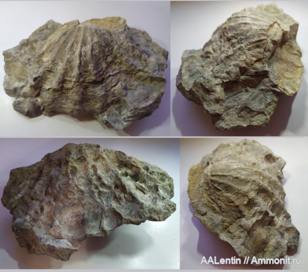 двустворчатые моллюски, гребешки, Ctenostreon