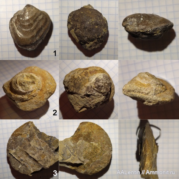 аммониты, юра, Garniericeras, Pleurotomaria, брюхоногие моллюски, Inoceramus
