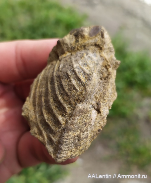 юра, Trigonia, тригонии, Марьевка