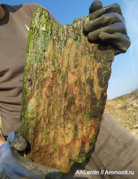 древесина, апт, Цемзавод