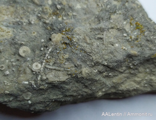 иглокожие, карбон, гжельский ярус, верхний карбон, Самарская область, Сокский карьер, офиуры