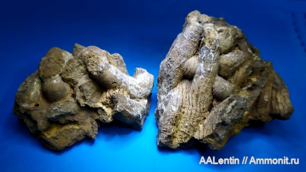 юра, окаменевшее дерево, древоточцы, Teredolites