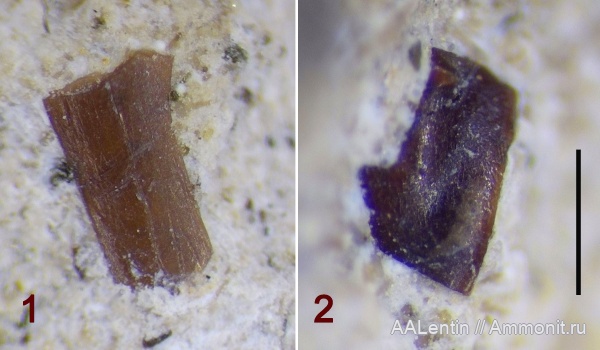 юра, рыбы, Самарская область, чешуя, Inoceramus, зубы рыб, Новая рачейка
