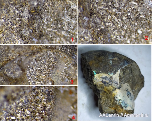 аммониты, юра, губки, спикулы, Самарская область, Craspedites, Stramentella, Новая рачейка