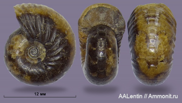 аммониты, мел, Ульяновская область, Simbirskites, аммонителла, simbirskites decheni, Сланцевый Рудник