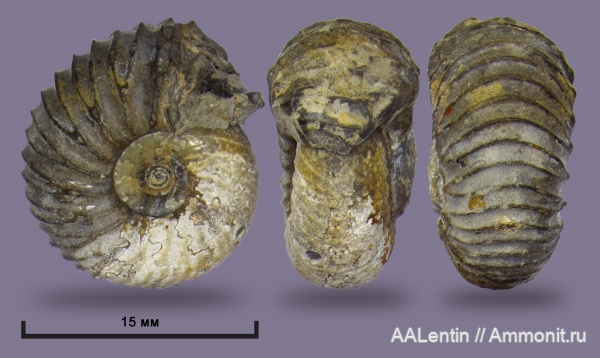 аммониты, мел, Ульяновская область, Simbirskites, аммонителла, Сланцевый Рудник