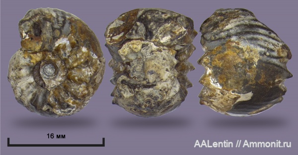 аммониты, мел, Ульяновская область, Simbirskites coronatiformis, Simbirskites, аммонителла, Сланцевый Рудник