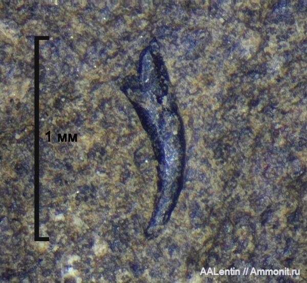 юра, Самарская область, Кашпир, Coleoidea, колеоидеи, onychites, крючья, онихиты