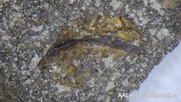 юра, Самарская область, Кашпир, чешуя, чешуя рыб