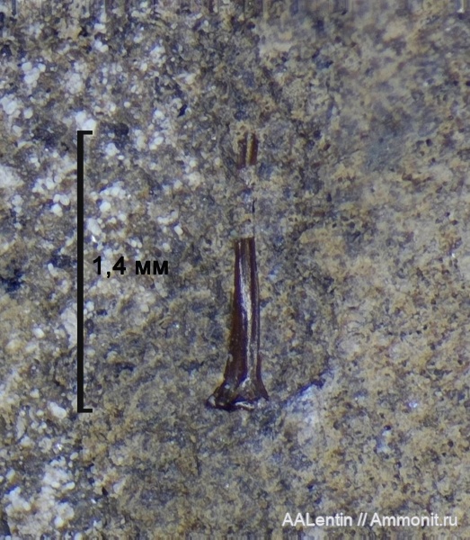 юра, Самарская область, Кашпир, зубы рыб, позвонки рыб, шипы рыб