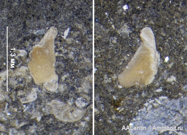 юра, фораминиферы, Самарская область, Кашпир, Coleoidea, статолиты, statoliths