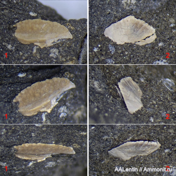 юра, Самарская область, Кашпир, отолиты