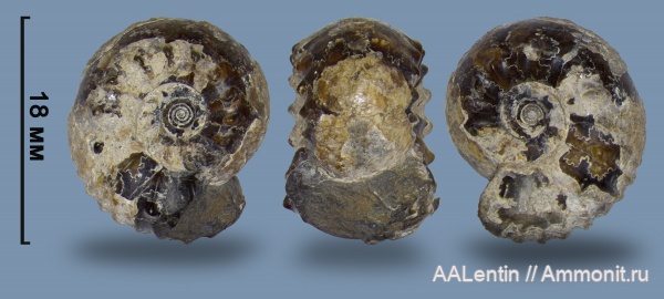 аммониты, мел, Ульяновская область, Simbirskites coronatiformis, Simbirskites, аммонителла, Сланцевый Рудник