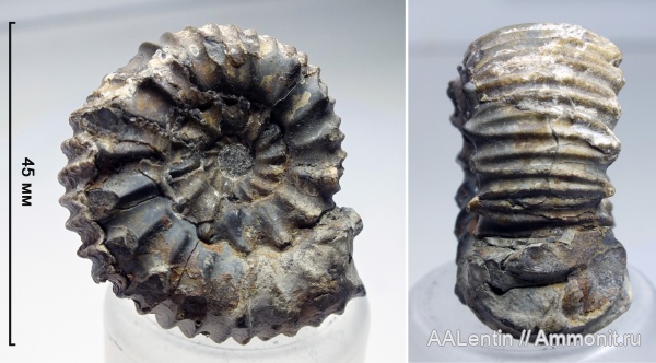 аммониты, мел, Ульяновская область, Simbirskites coronatiformis, Simbirskites, Сланцевый Рудник