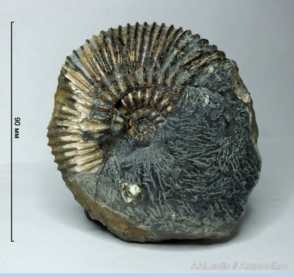 аммониты, мел, Ульяновская область, Simbirskites, Simbirskitidae, Сланцевый Рудник